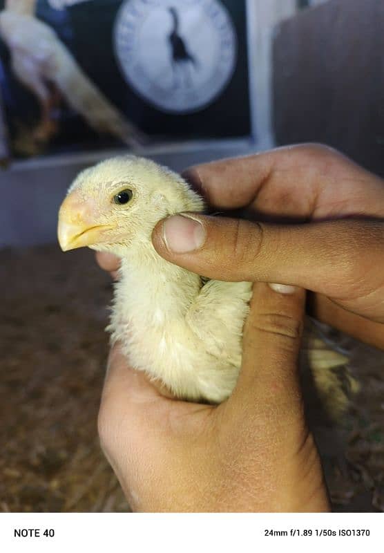 Indian parrot chicks pure 3