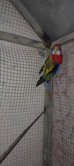 Rosella Male And Cocktail Female