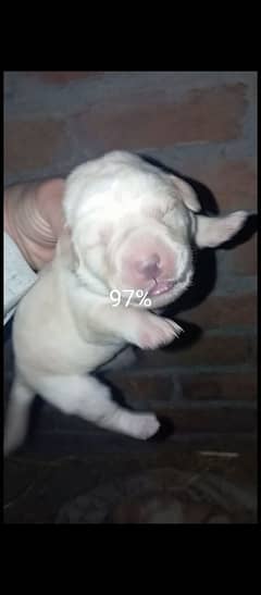 labra female pups available