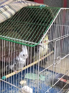 cocktail parrots pair with cage one grey and one yellow