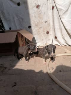 top quality bully puppies for sale