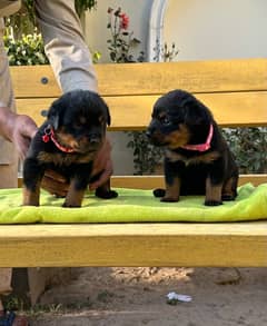 Rottweiler Female puppy