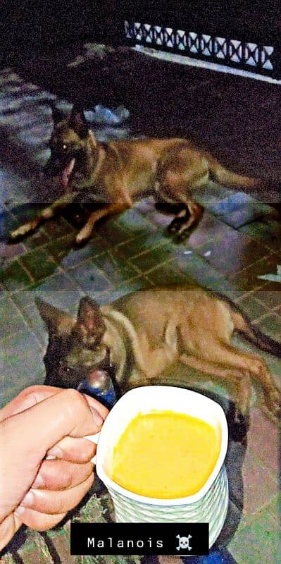 Belgian Malinois 0