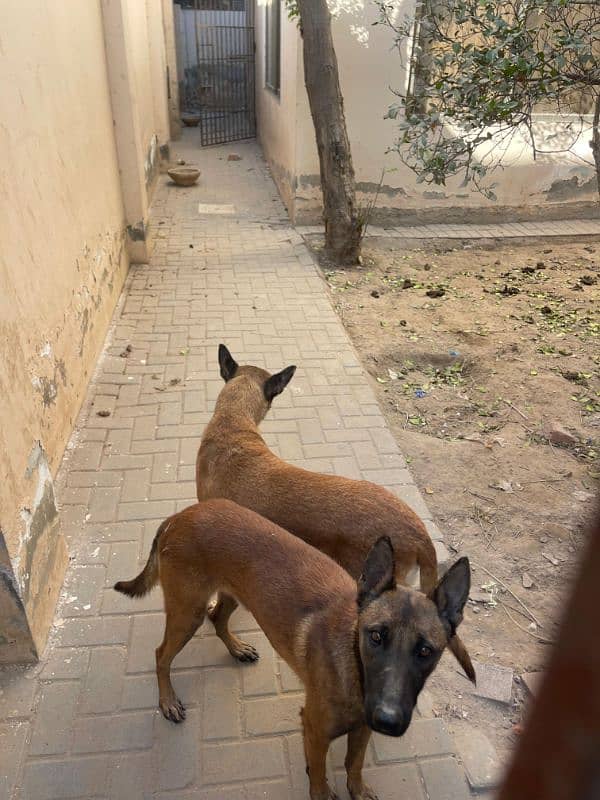 Belgian Malinois 2