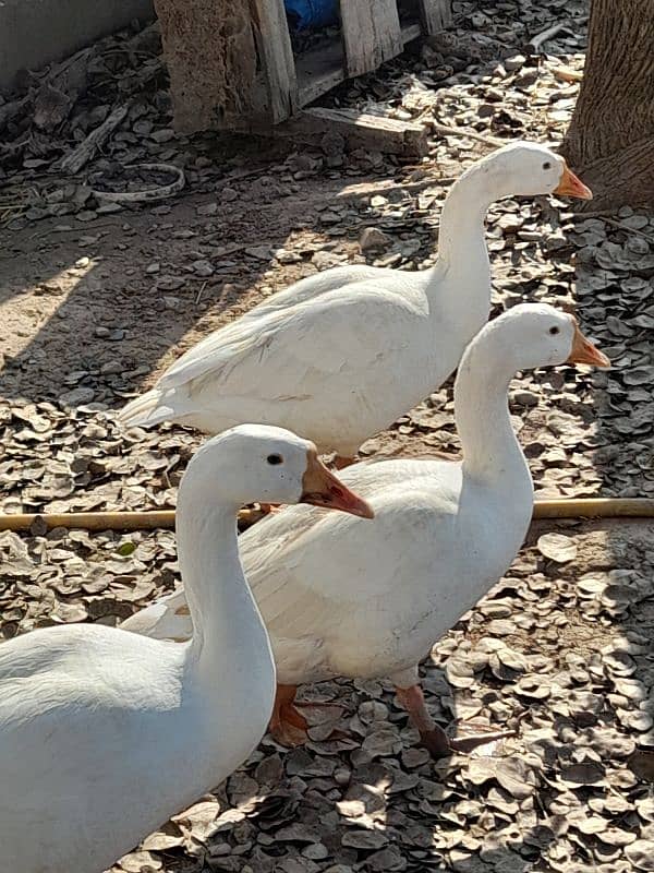 Big white ducks 0