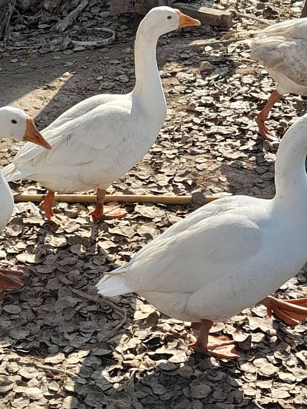 Big white ducks 1