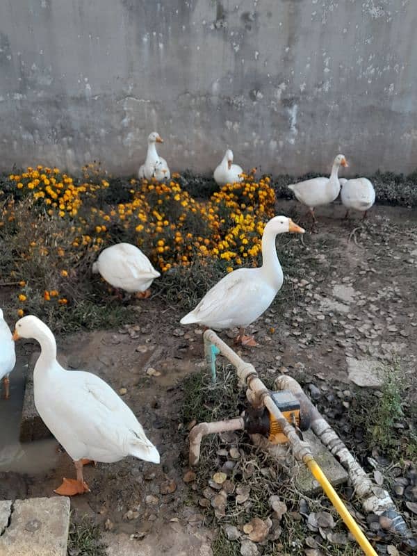 Big white ducks 3