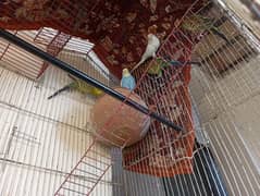 Australian Parrots for Sale in Lahore – 3 Healthy Pairs Available!