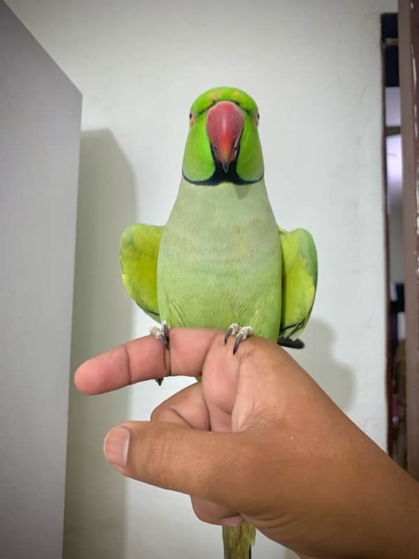 Talking parrot 0