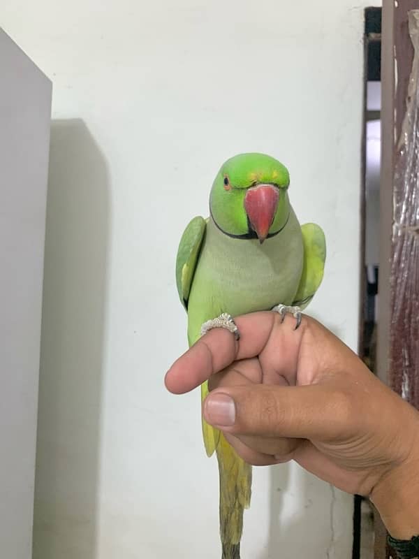 Talking parrot 3