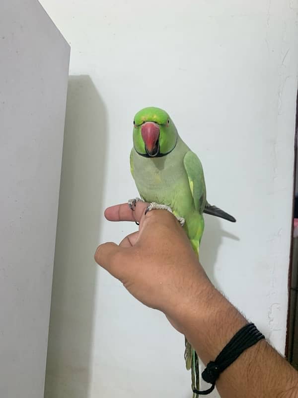 Talking parrot 4