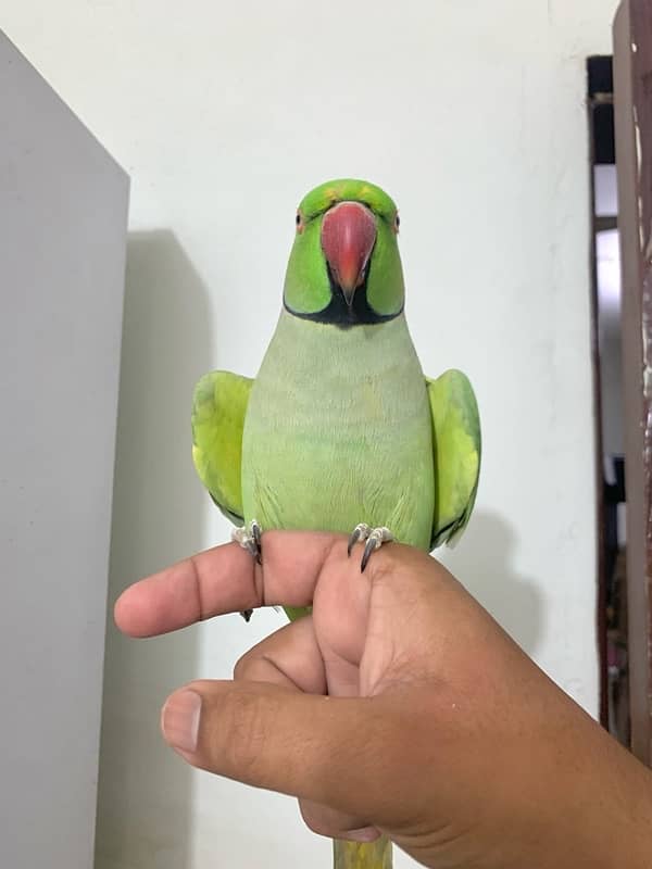 Talking parrot 5