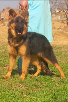 German Shepherd long coat female age 5 month for sale