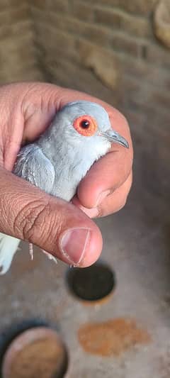 Diamond Dove pairs