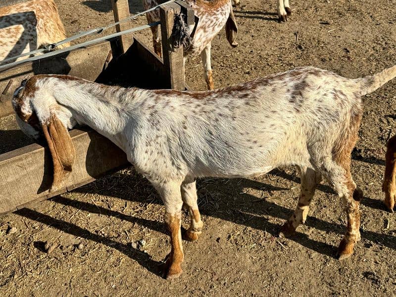 Goats for Sale 1