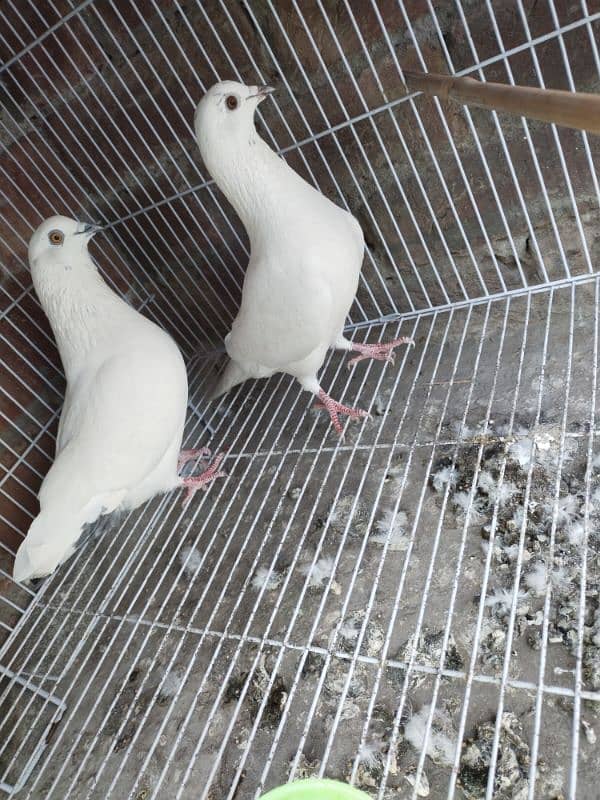 8 month pure white pelakha pegons 0