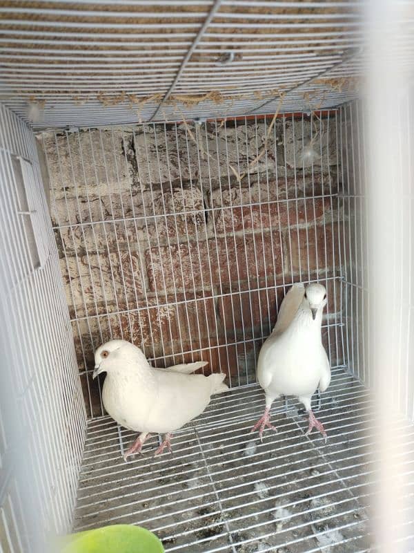 8 month pure white pelakha pegons 1