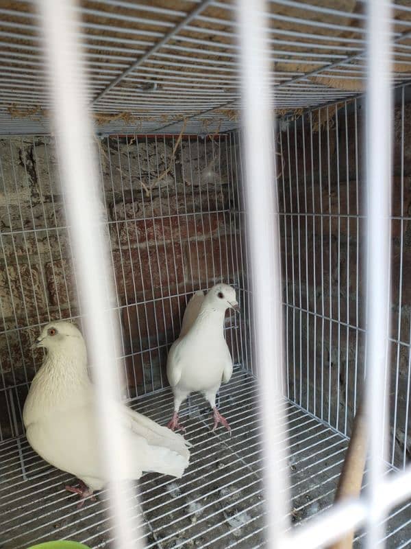 8 month pure white pelakha pegons 2