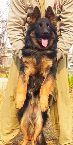 Highclass showline Triple coat German shepherd female