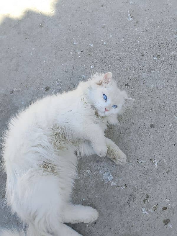 Persian Cat 3