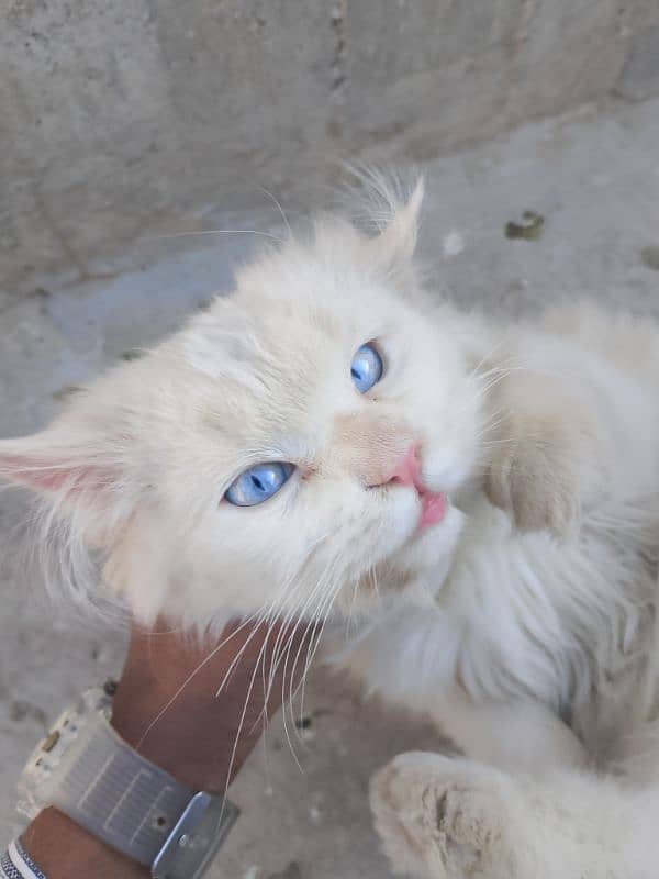 Persian Cat 4