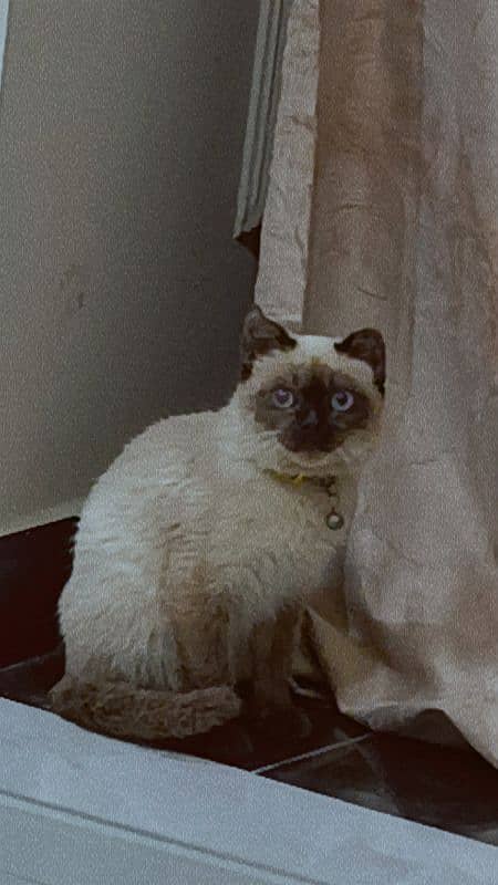 Siamese kitten 1