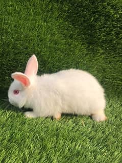 6 weeeks mixed bread baby bunny fluffy hair