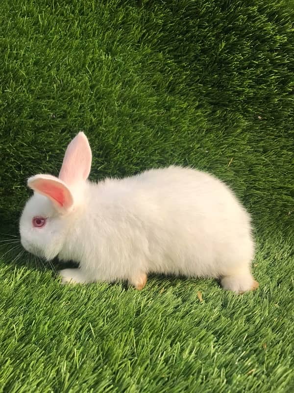 6 weeeks mixed bread baby bunny fluffy hair 0