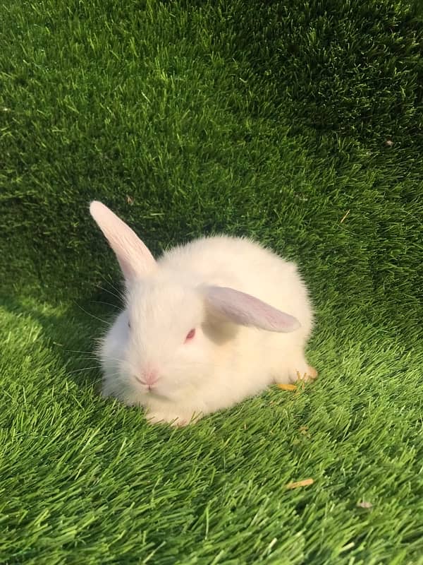 6 weeeks mixed bread baby bunny fluffy hair 1