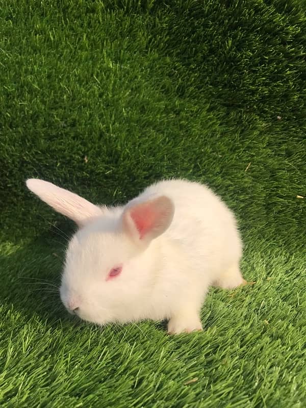 6 weeeks mixed bread baby bunny fluffy hair 2