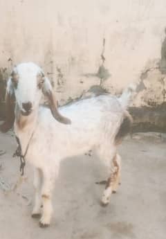 bakra | desi bakra | beetal bakra | white bakra | maki cheena bakra |