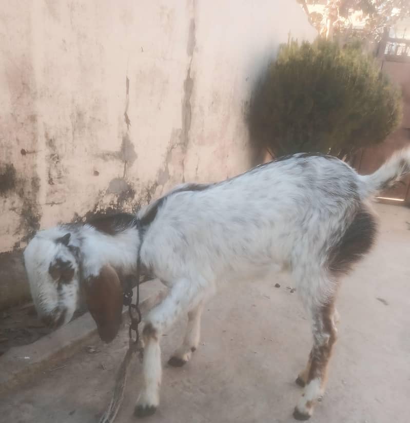 bakri | desi bakri | beetal bakri | white bakri | maki cheena bakri | 1