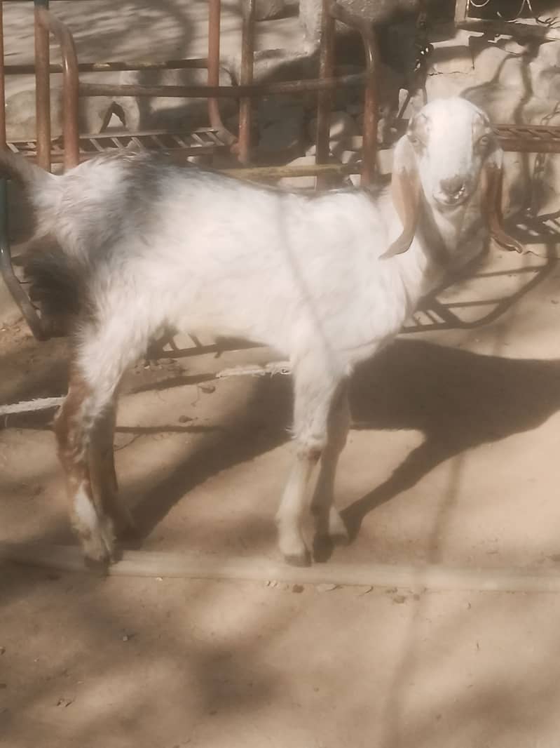 bakri | desi bakri | beetal bakri | white bakri | maki cheena bakri | 2