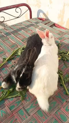 Rabbits breeding pair for sale