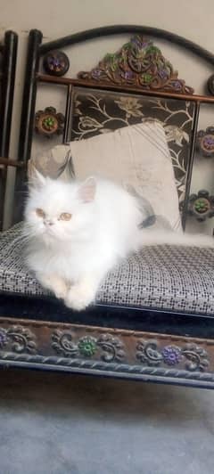 Persian cats for sale