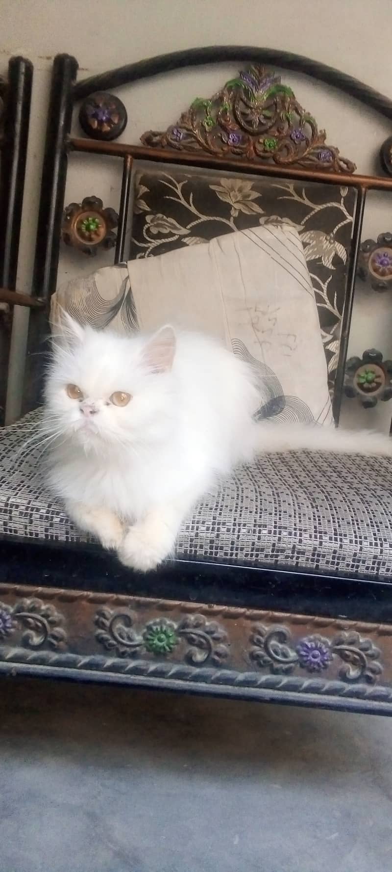 Persian cats for sale 0