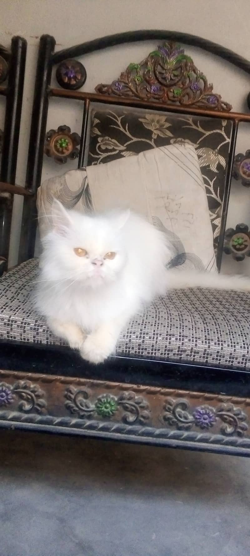 Persian cats for sale 1