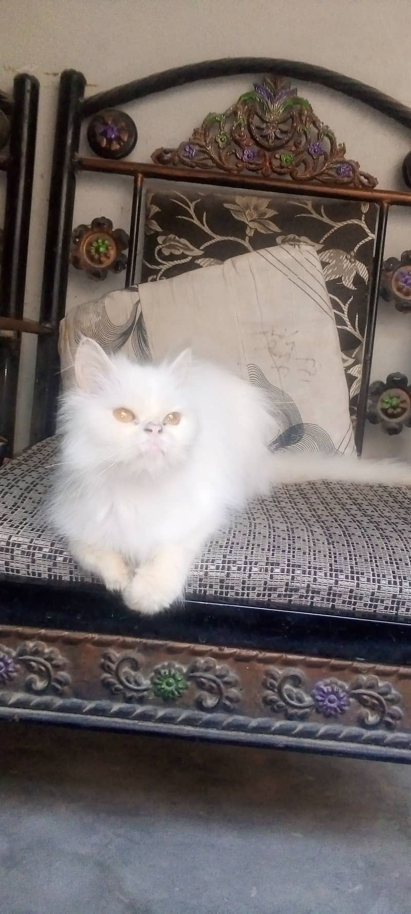 Persian cats for sale 2