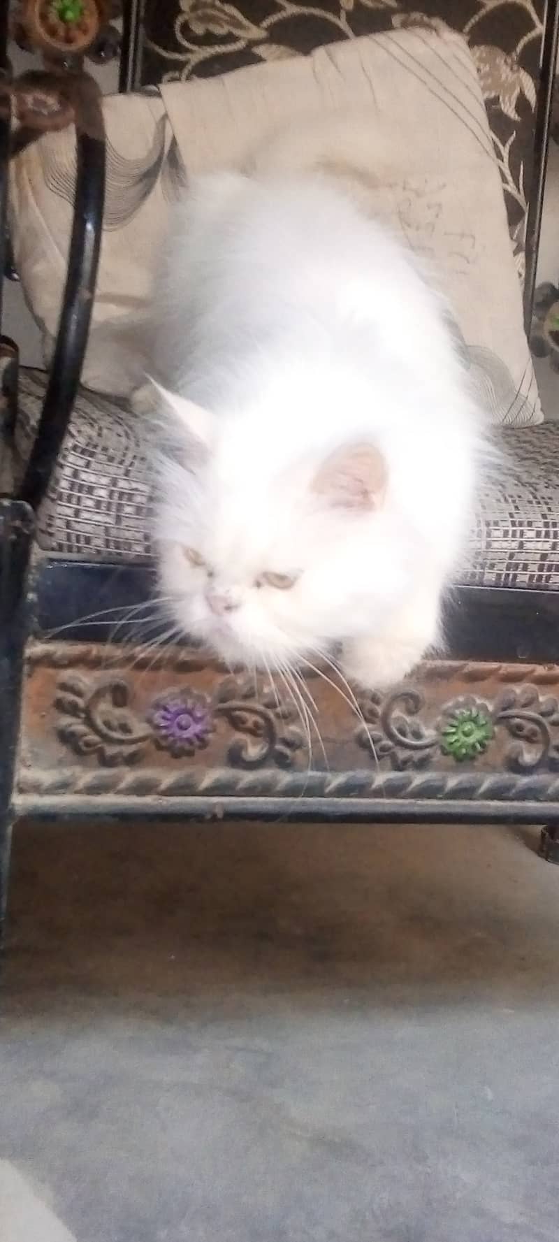 Persian cats for sale 3