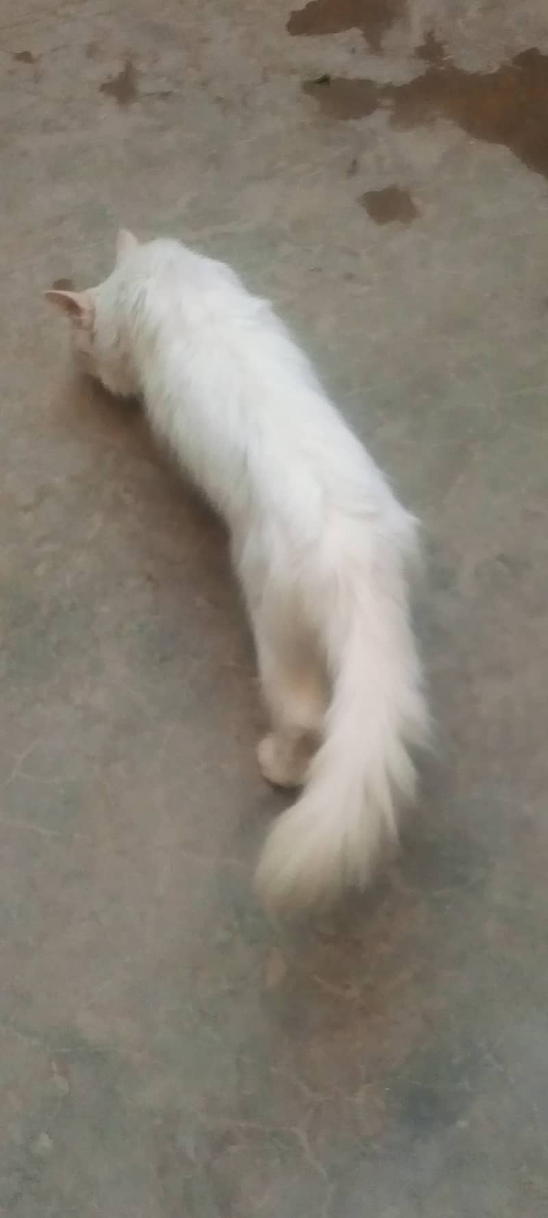 Persian cats for sale 7