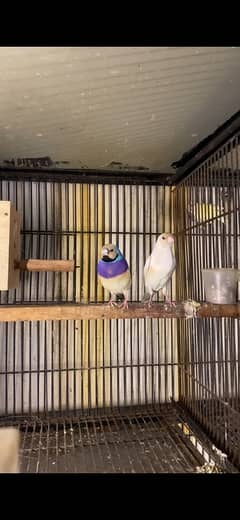 Gouldian Finches Mutations in quality size