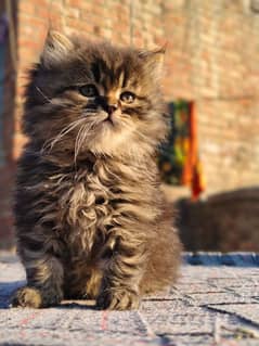 persian male kitten