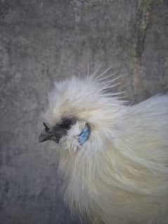 High Quality Male Silky for sale final Price is 4500