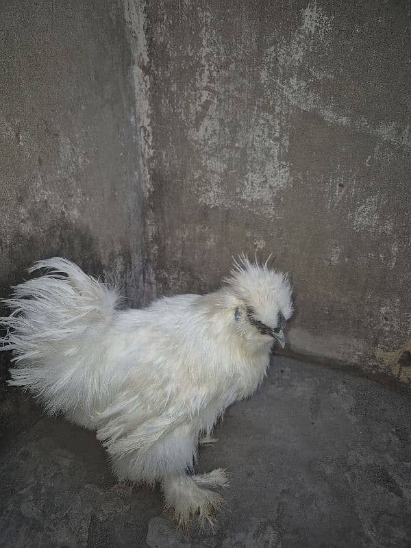 High Quality Male Silky for sale final Price is 4500 1