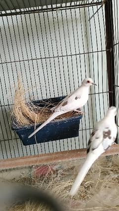 Diamond pied dove Red pied dove