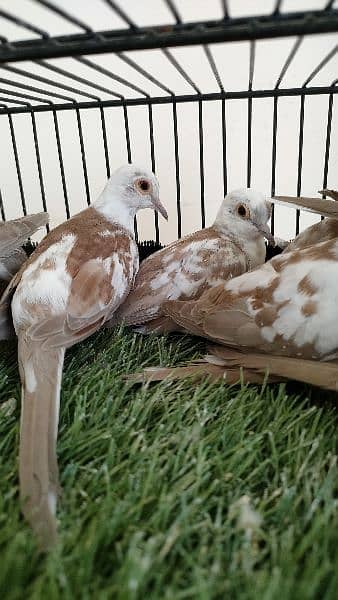 Diamond pied dove Red pied dove 2