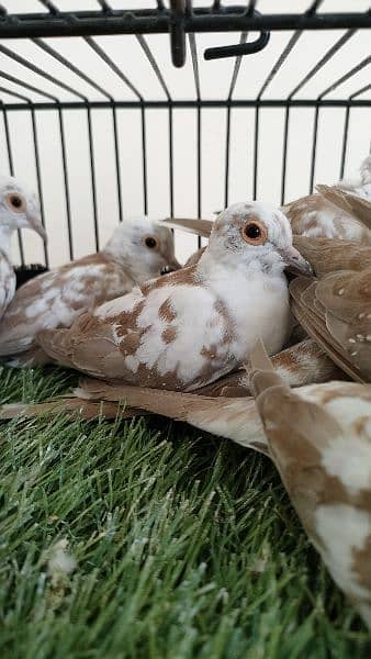 Diamond pied dove Red pied dove 3