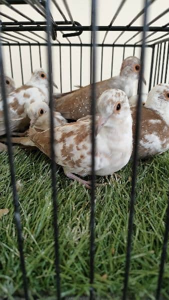 Diamond pied dove Red pied dove 4