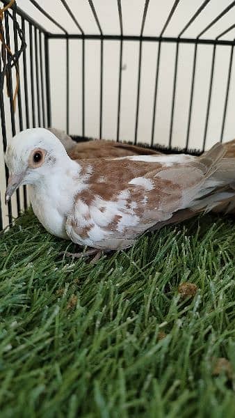 Diamond pied dove Red pied dove 5