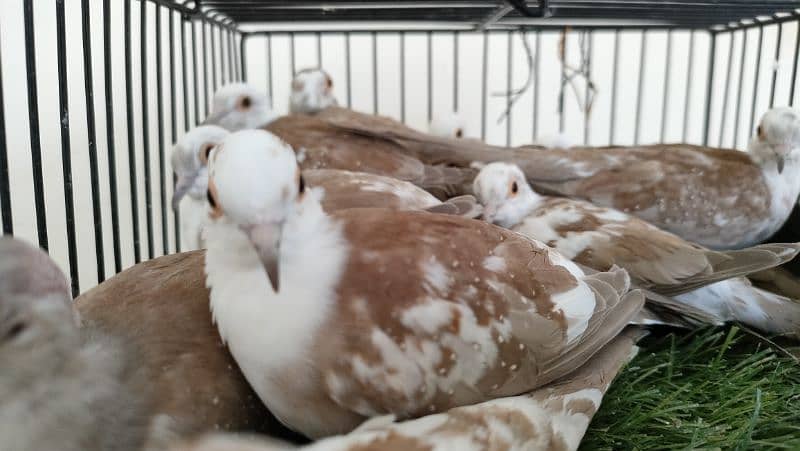 Diamond pied dove Red pied dove 7